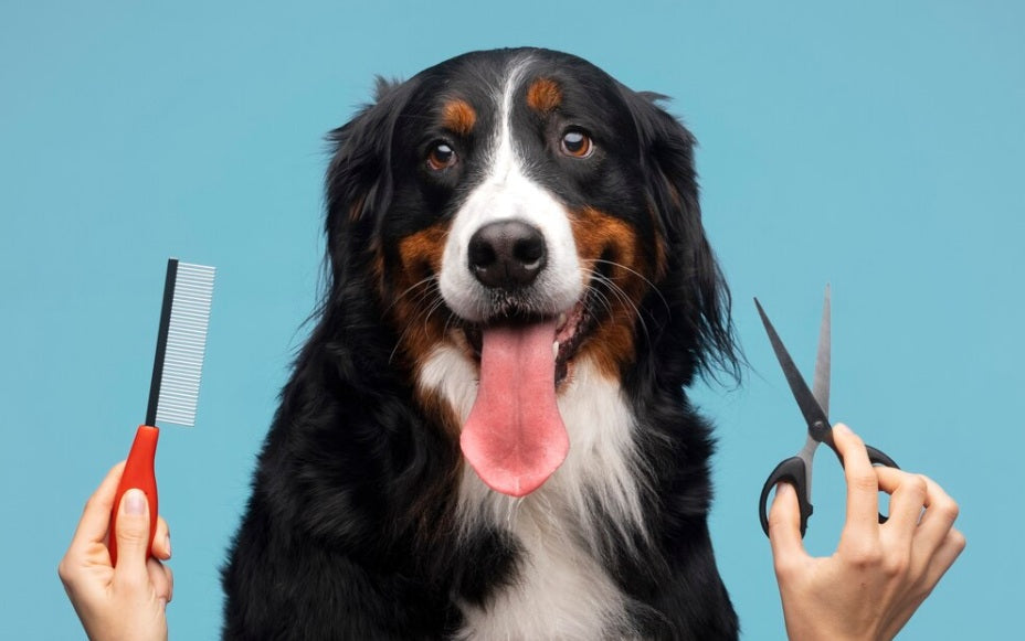 Cuidado del Pelaje y la Piel: Los Mejores Productos para tu Mascota en Medellín