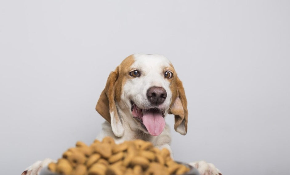 Agility Gold Pequeños Adultos: Nutrición Premium para tu Perro en Medellín