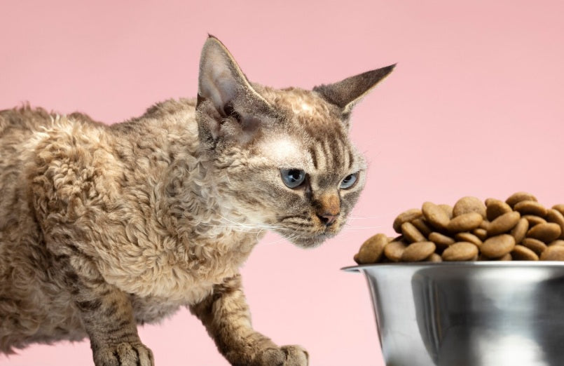 Cat Chow Vida Sana Salmón, Pollo y Queso: Nutrición Completa para Gatos Adultos