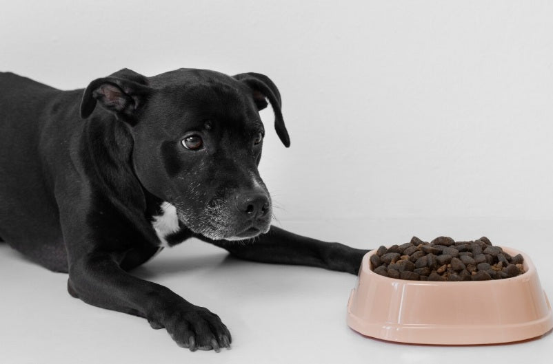 Dog Chow Sano y en Forma: Control de Peso para Perros Felices y Saludables