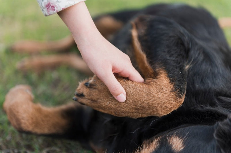 Simparica 80 mg para Perros Grandes: Protección Total Contra Pulgas, Garrapatas y Sarna