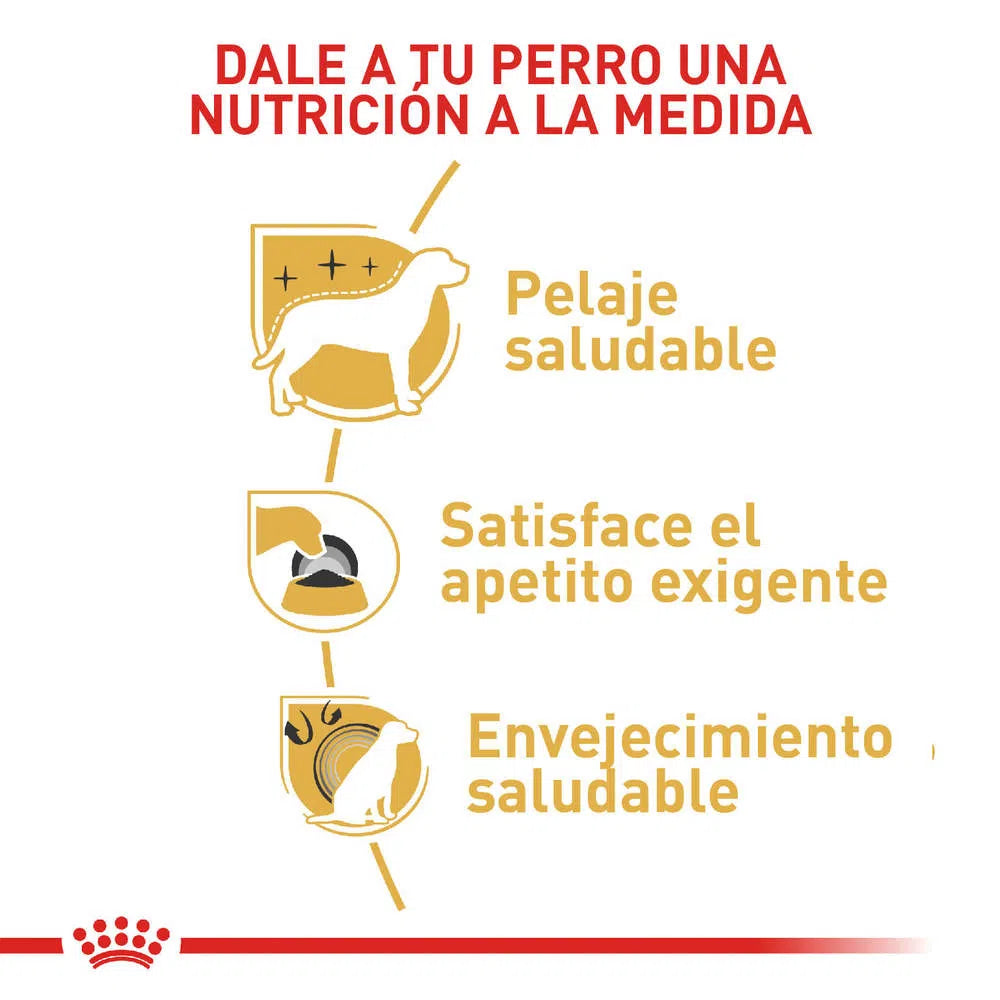 Alimento para perro -Royal Canin Yorkshire Terrier1